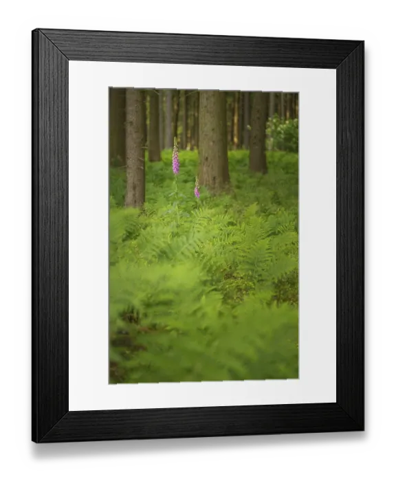 Framed Print : Common foxglove (Digitalis purpurea)
