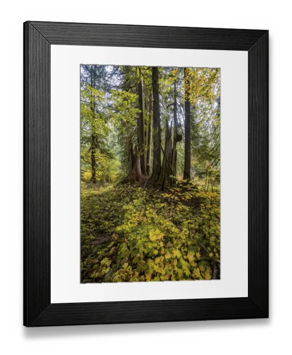 Framed Print : Autumn forest with western red cedar (Thuja gigantea)