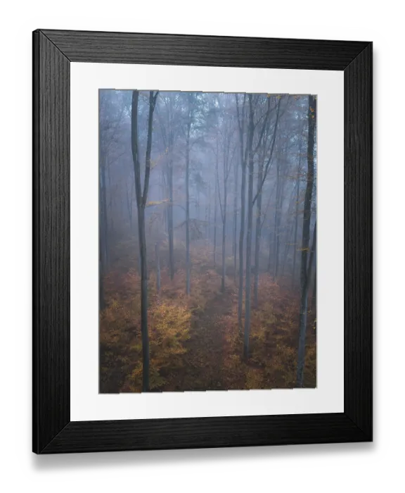 Framed Print : Misty forest scene with autumn leaves and tall trunks