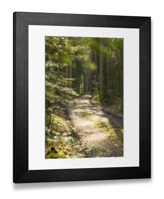 Framed Print : Forest path with sunlight falling through the trees Framed Print : Forest path with sunlight falling through the trees