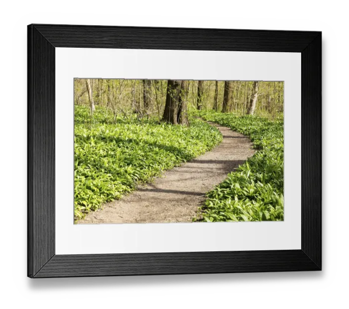 Framed Print : Wild garlic (Allium ursinum) on a forest path through the Burgaue