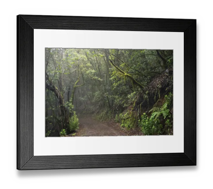 Framed Print : Hiking trail in the laurel forest