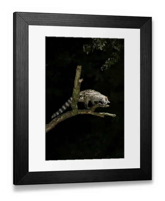 Framed Print : Common genet (Genetta genetta) Framed Print : Common genet (Genetta genetta)