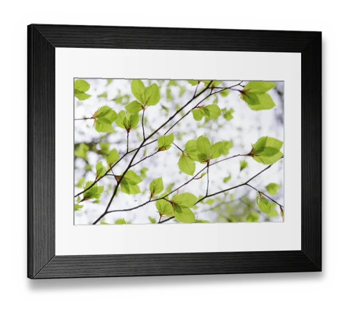 Framed Print : Fresh leaves of a beech tree (Fagus sylvatica) emerges from the bud in spring