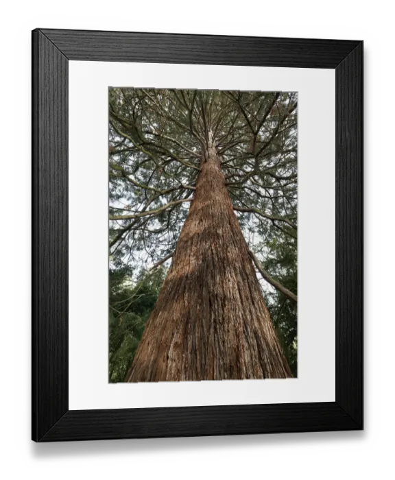 Framed Print : Giant sequoia (Sequoia gigantea)
