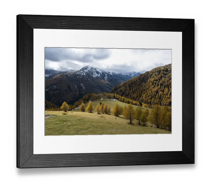 Framed Print : Autumn coloured larches, Nockberge