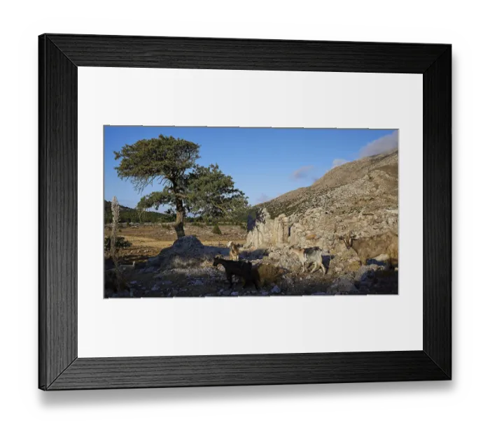 Framed Print : Goats standing in a rocky landscape next to a tree and ruins