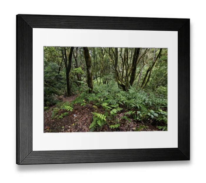 Framed Print : Laurel forest, cloud forest, Anaga Mountains