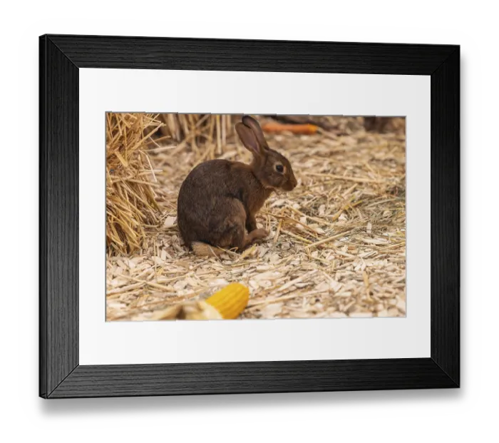 Framed Print : Chestnut-brown Lorraine rabbits Framed Print : Chestnut-brown Lorraine rabbits