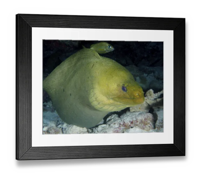 Framed Print : Green moray (Gymnothorax funebris)