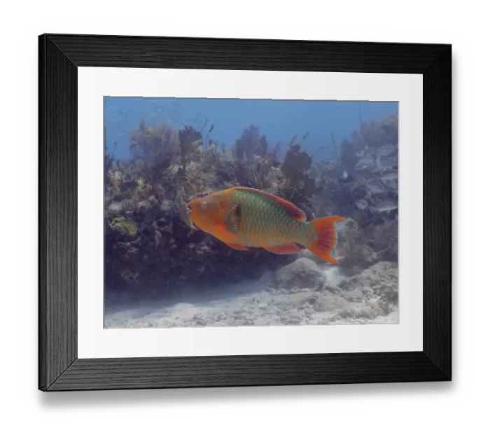 Framed Print : Rainbow parrotfish (Scarus guacamaia) Framed Print : Rainbow parrotfish (Scarus guacamaia)