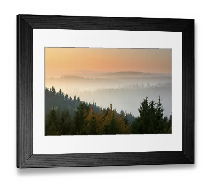 Framed Print : Spruce (Picea sp.) forests, Harz mountains