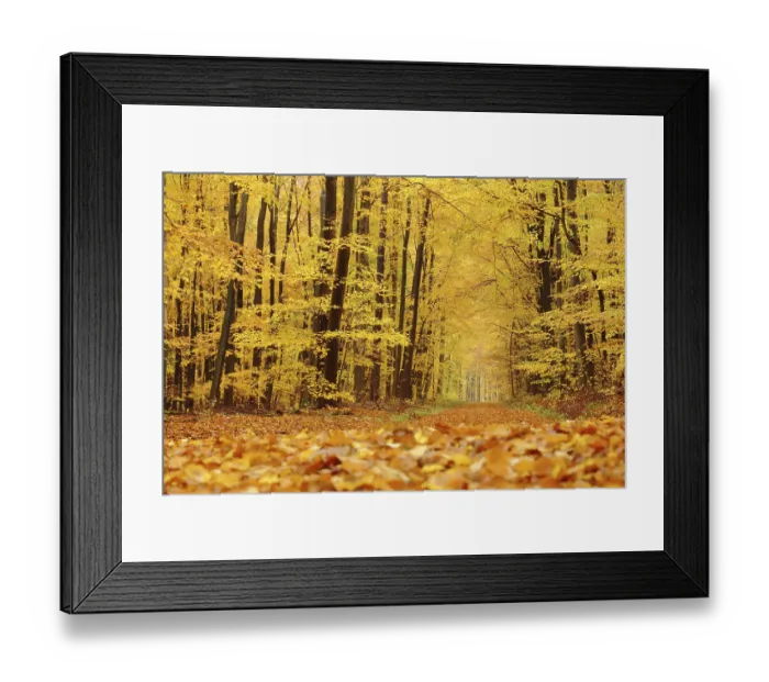 Framed Print : Autumn forest with forest path and golden leaf fall in Eppstein im Taunus Framed Print : Autumn forest with forest path and golden leaf fall in Eppstein im Taunus