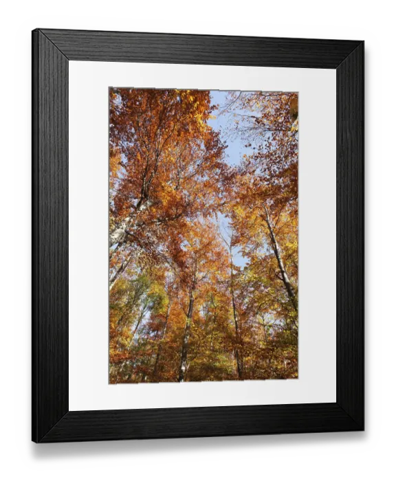 Framed Print : Autumnal forest, Schwaebische Alb