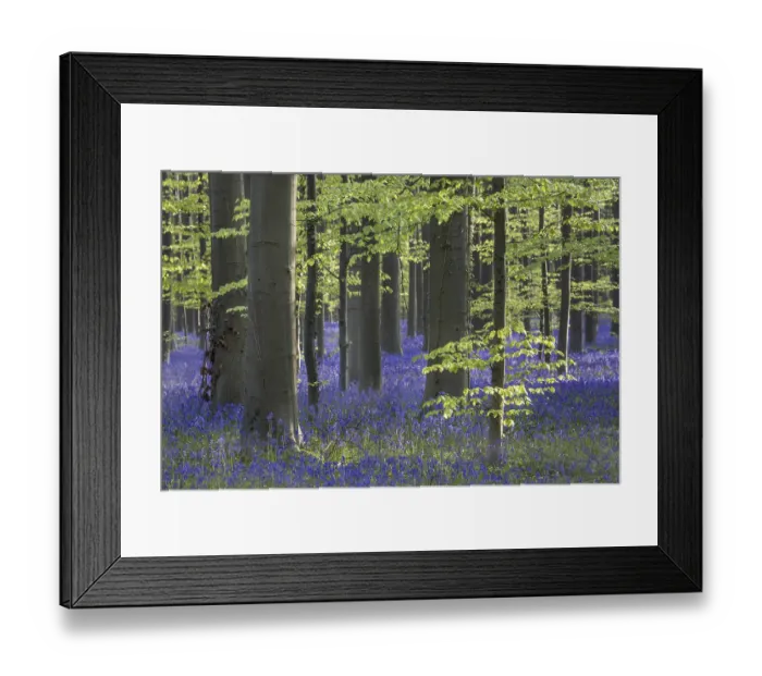Framed Print : Bluebells (Endymion nonscriptus) in flower in beech (Fagus sylvatica) forest in spring