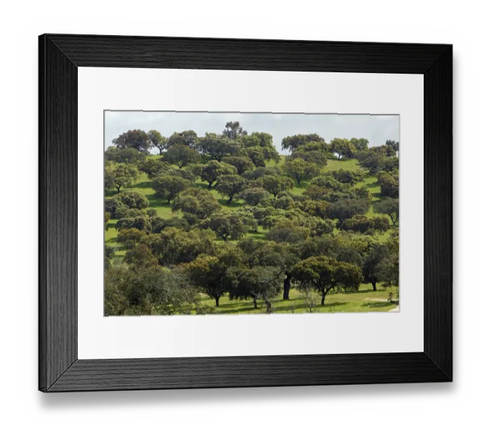 Framed Print : Evergreen Oaks, Extremadura, Spain