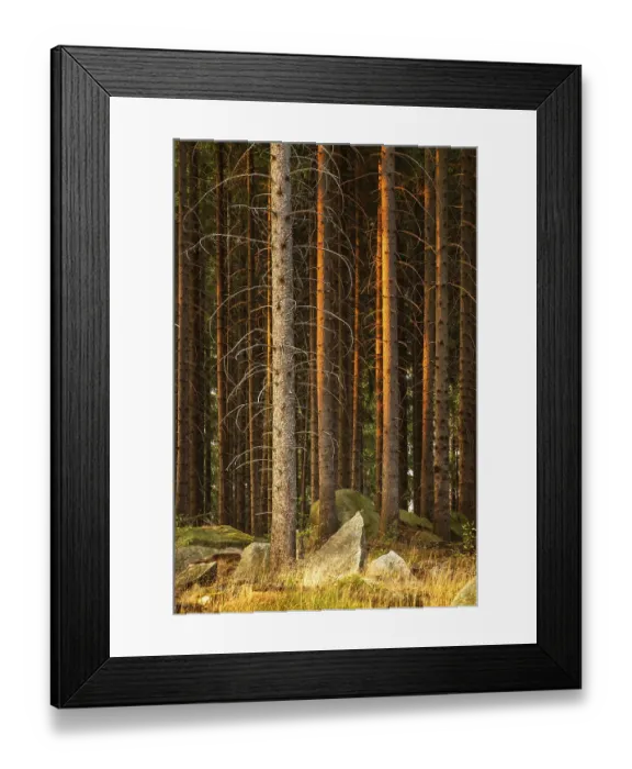 Framed Print : Spruce forest with rocks in the last light of the evening sun Framed Print : Spruce forest with rocks in the last light of the evening sun