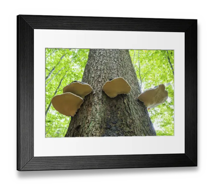 Framed Print : Red banded polypores (Fomitopsis pinicola)