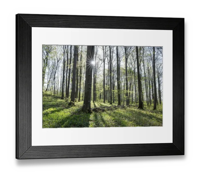 Framed Print : Red beech forest (Fagus sylvatica) in spring Framed Print : Red beech forest (Fagus sylvatica) in spring