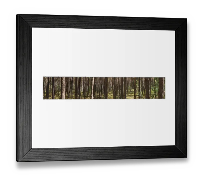 Framed Print : Scots pine (Pinus sylvestris), Franconia Framed Print : Scots pine (Pinus sylvestris), Franconia
