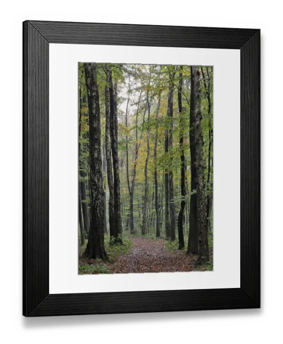 Framed Print : Forest road between birch trees (Betula) in autumn Framed Print : Forest road between birch trees (Betula) in autumn