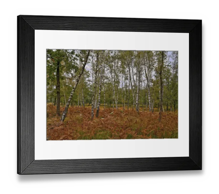 Framed Print : Warty birch (Betula pendula) with grass and fern