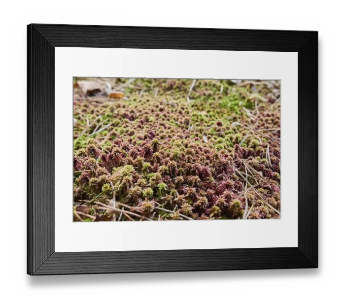 Framed Print : Flat-topped bogmoss (Sphagnum fallax) Frankonia