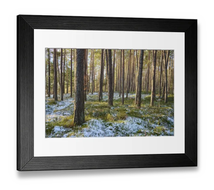 Framed Print : Scots pine (Pinus sylvestris) tree trunks