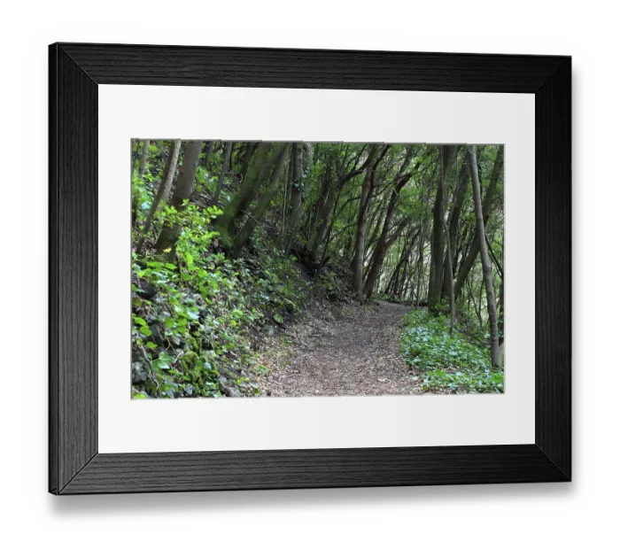 Framed Print : Hiking trail in the laurel forest of Los Tilos Framed Print : Hiking trail in the laurel forest of Los Tilos