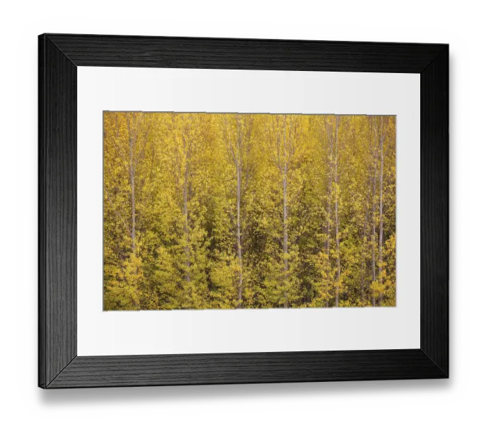 Framed Print : Yellow aspens (Populus tremula) in autumnal colours Framed Print : Yellow aspens (Populus tremula) in autumnal colours