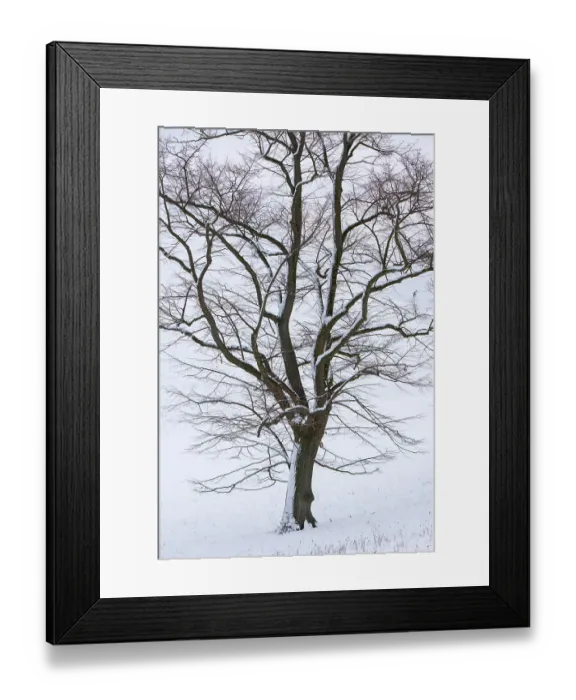 Framed Print : Large-leaved linden (Tilia platyphyllos) in the snow Framed Print : Large-leaved linden (Tilia platyphyllos) in the snow