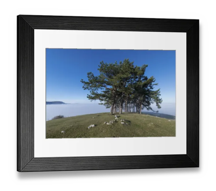 Framed Print : Pine grove on hill near Owen, Swabian Alb