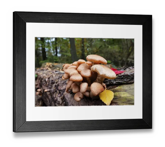 Framed Print : Common Hallimasch, also golden yellow or honey yellow Hallimasch (Armillaria mellea)