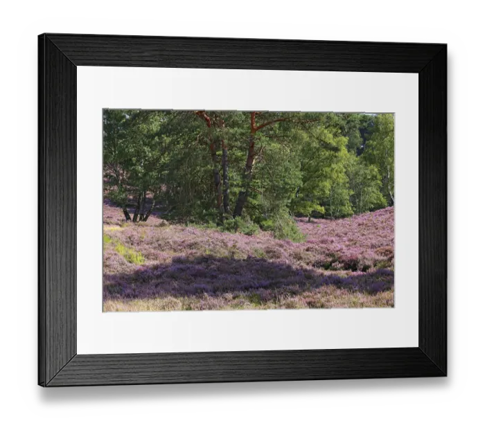 Framed Print : Fischbeker Heide nature reserve