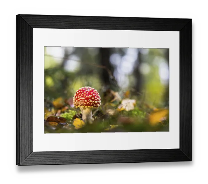 Framed Print : Fly agaric (Amanita muscaria) on forest floor
