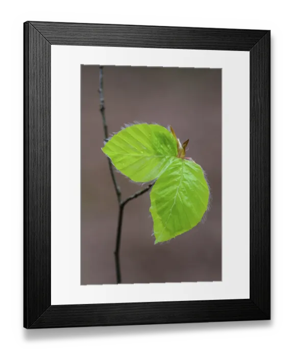 Framed Print : Leaf of a beech (Fagus sylvatica) sprouts from a bud Framed Print : Leaf of a beech (Fagus sylvatica) sprouts from a bud