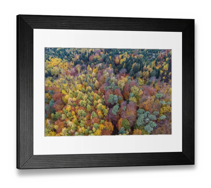 Framed Print : Autumn coloured mixed forest, aerial photo