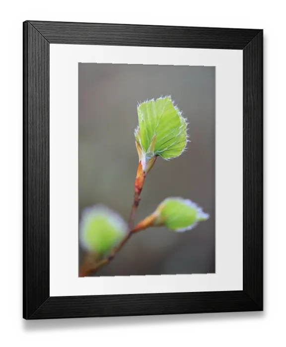 Framed Print : New leaves on a beech, beech family (Fagaceae)