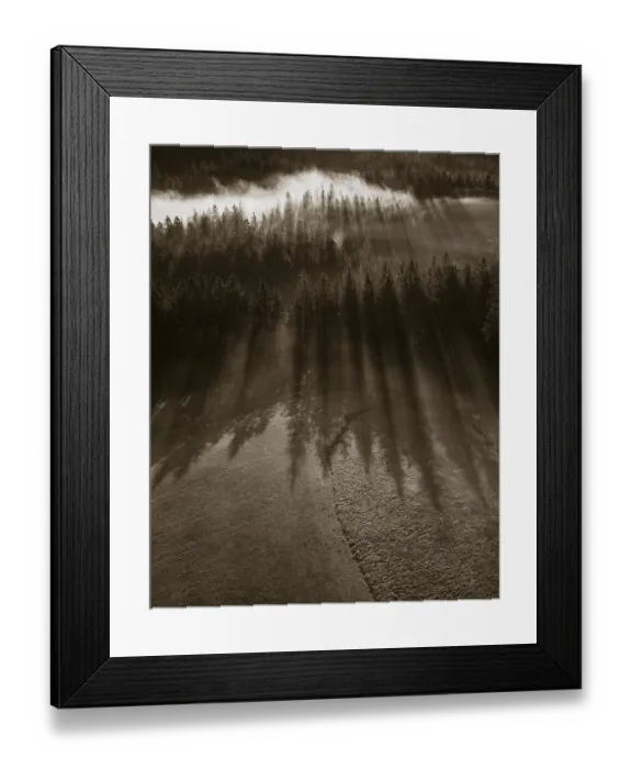Framed Print : Sepia-coloured, spruce forest in morning fog with flares