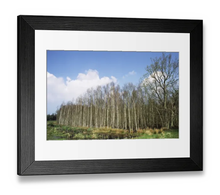 Framed Print : Osterwald, Zingst, Fischland-Darss-Zingst Framed Print : Osterwald, Zingst, Fischland-Darss-Zingst
