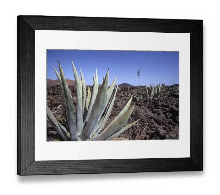 Framed Print : Agaves (Agave) in the lava field near Mancha Blanca Framed Print : Agaves (Agave) in the lava field near Mancha Blanca