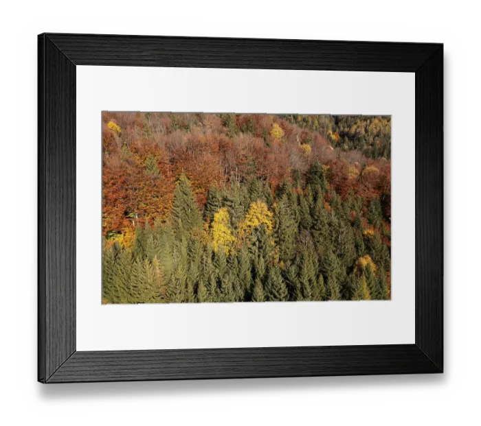 Framed Print : Drone image, autumnal mixed forest on the Schafberg near Sankt Wolfgang am Wolfgangsee