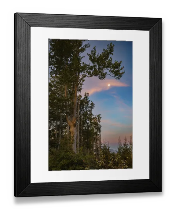 Framed Print : Group of trees in the morning with full moon
