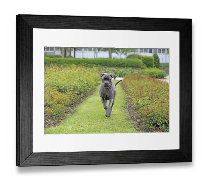 Framed Print : Cane Corso Italiano Framed Print : Cane Corso Italiano
