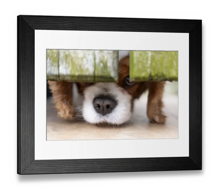 Framed Print : Cavalier King Charles Spaniel (dog)