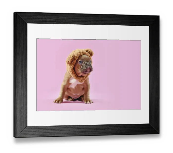 Framed Print : French Bulldog dog puppy wearing teddy bear costume hat on pink background