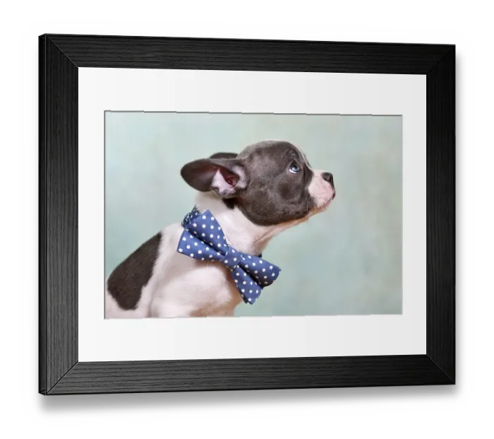 Framed Print : Portrait of pied French Bulldog puppy with bow tie and long nose