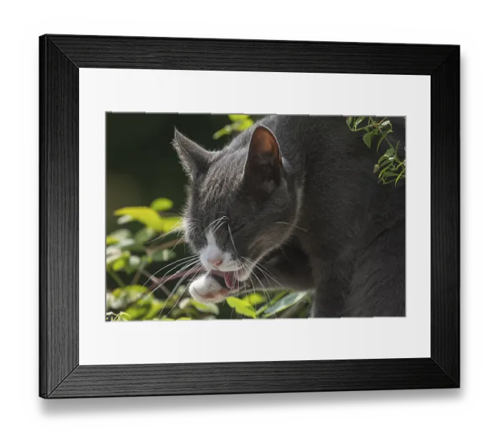 Framed Print : Felidae (Felis catus) licking its paw Framed Print : Felidae (Felis catus) licking its paw
