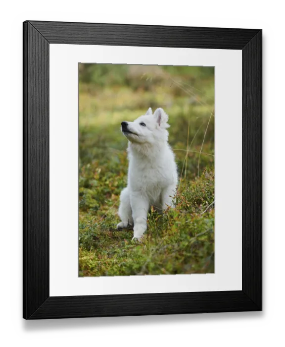 Framed Print : White Swiss Shepherd Dog (Berger Blanc Suisse) puppy Framed Print : White Swiss Shepherd Dog (Berger Blanc Suisse) puppy
