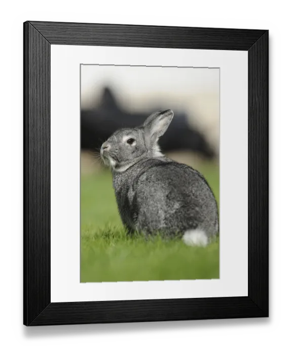 Framed Print : Grey hare sitting quietly on a green meadow